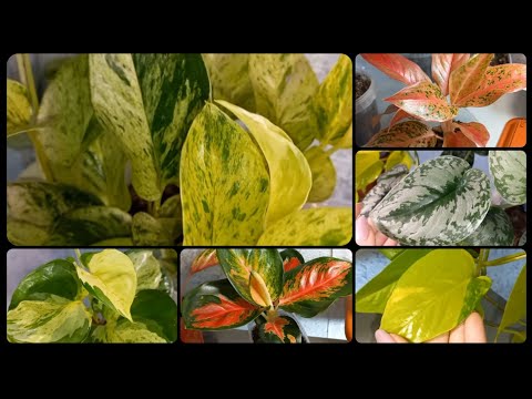 Видео: Часть 1🌹Обзор АРОИДНЫХ🌱Сциндапсусы (Эпипремнумы)🌹Неон🌱Марбл Эппл🌹Алоказии Полли🌱Аглаонемы🌹Пинк и др.