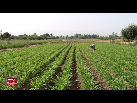 Видео: Аз 30 сотих замин 5 тонна картошка ҷамъоварӣ шуд