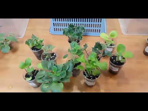 Видео: Три набора деток в излишках от 01.12.2024 г