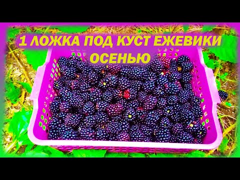 Видео: Даю 1 столовую ложку под куст ежевики осенью и летом собираю большой урожай. Подкормка ежевики.