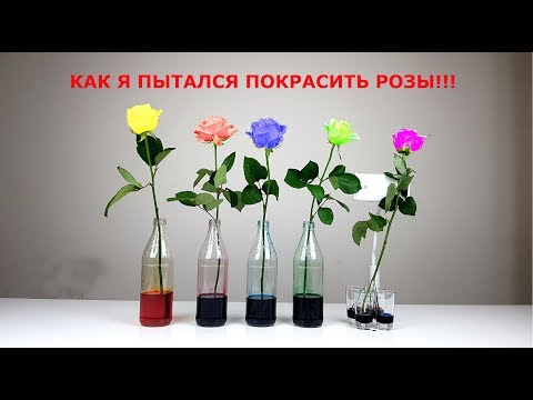 Видео: !!!КАК Я ПЫТАЛСЯ ПОКРАСИТЬ РОЗЫ!!!