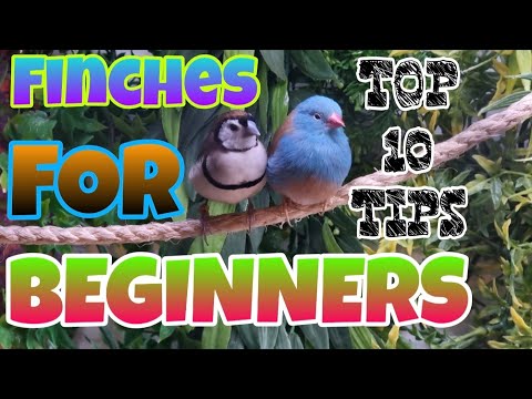 Видео: 10 лучших советов по разведению зябликов для начинающих