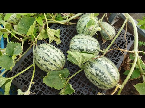 Видео: Огурдыня Мандурия, выращивание в Беларуси, весь процесс роста, трудности дегустация, мои впечатления