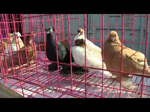 Видео: ЯРМАРКА ГОЛУБЕЙ КАРАГАНДА! 8 АПРЕЛЯ 2023!!!