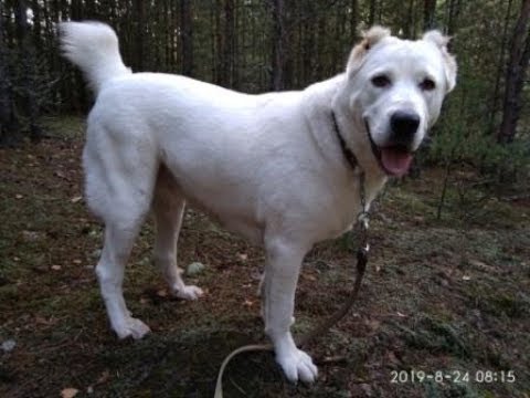 Видео: Не всё о породе Алабай  Мемуары во время прогулки.