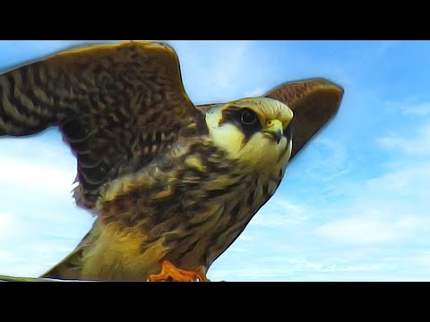 Видео: Кобчик на проводе