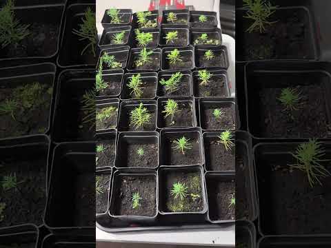 Видео: Партия 2025 требует доращивание