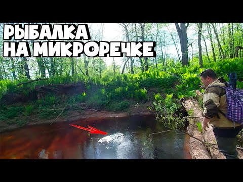 Видео: РЫБАЛКА НА ЕЛЬЦА НА ЛЕСНОЙ РЕЧКЕ | Ловля ельца | Елец