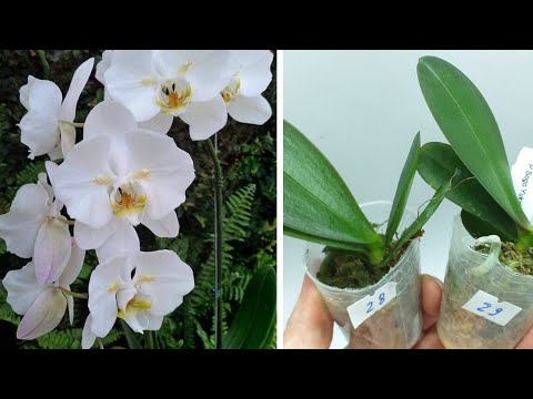 Видео: Мечты Сбываются | Phal. Sogo Yukidian ES, бабочка | ПОСАДКА ОРХИДЕЙ в размере 1,7'