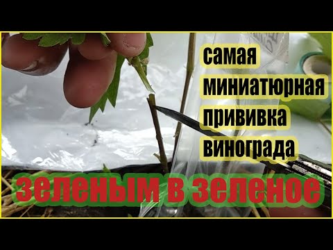Видео: Простая прививка способом зеленое в зеленое.