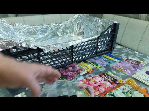 Видео: Первые всходы Эустомы появились на 10-й день.