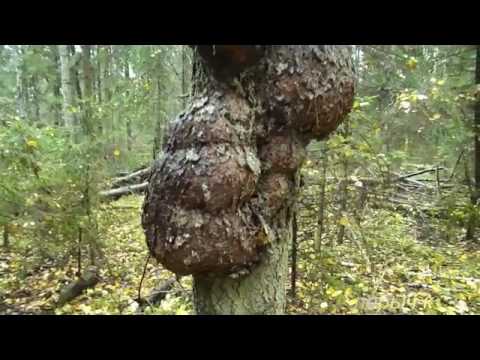 Видео: Достаточно редкий еловый нарост