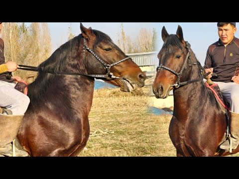 Видео: Ташкент Дөөлөттө✊️