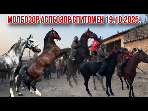 Видео: Видео аз Аспбозор Молбозори нохияи Спитомен 19 октября 2025 г.