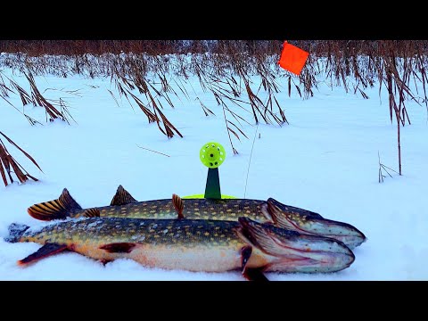 Видео: НЕ ОЖИДАННО!!!ПОПАЛ НА ТРОПУ КРУПНЫХ ЩУК.РЫБАЛКА НА ЖЕРЛИЦЫ 2023-2024.ЗИМНЯЯ РЫБАЛКА НА ЩУКУ.
