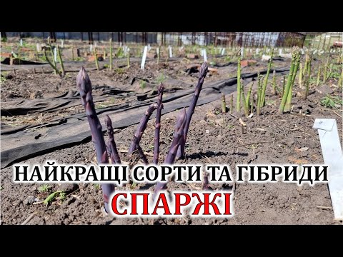 Видео: Найкращі сорти та гібриди спаржі