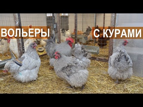 Видео: 🐓 Орпингтон, брама, кохинхин в вольерах. 🐔. Хозяйство Сергея Фоменко.