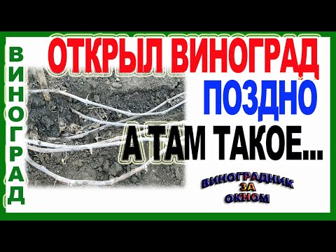 Видео: 🍇 Когда открывать виноград. Что лучше? Заморозок или позднее открытие  винограда.