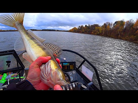 Видео: ЭТА ПРИМАНКА В НОВОМ ЦВЕТЕ ПРОВОЦИРУЕТ СУДАКА НА ПОКЛЕВКУ. ОСЕННИЙ ДЖИГ. Рыбалка на спиннинг