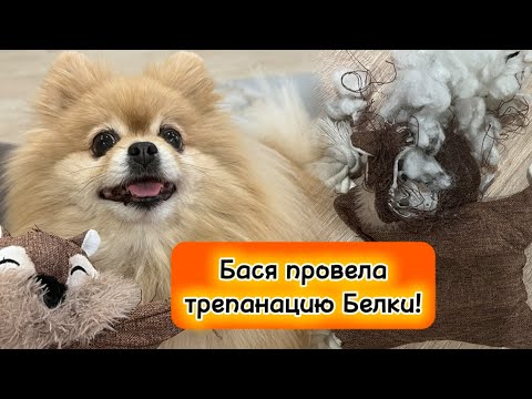 Видео: Бася провела трепанацию Белки!