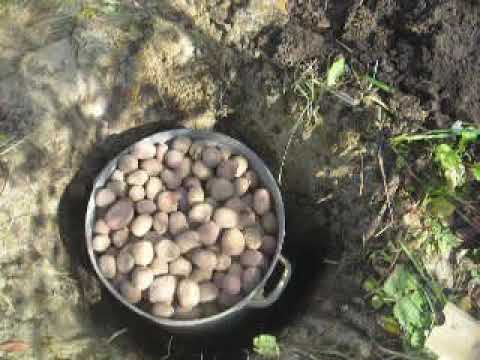 Видео: Як закопати картоплю на зиму.