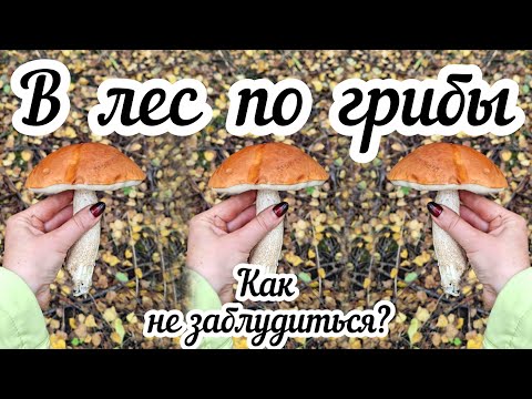 Видео: В лес по грибы на велосипеде 🍄‍🟫 Как не заблудиться в густом лесу?🌲