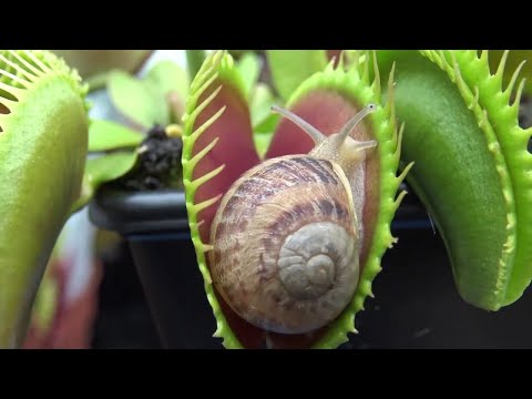 Видео: Опасные Растения о Которых Вы не Знали!