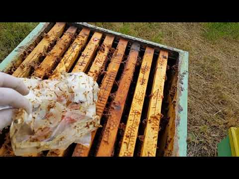 Видео: Йентерова пита - Епизод 2