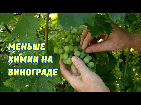 Видео: Щадящая обработка виоградника.