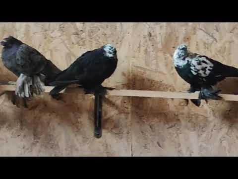 Видео: 13 октября 2025 г.