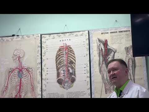 Видео: Видеолекция "Артериальная система"