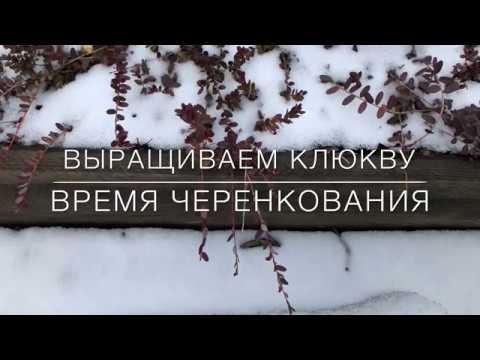 Видео: ❣️ Выращиваем Клюкву / Время Черенкования ❣️
