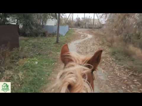 Видео: ЖЕРЕБЦЫ НЕ СЛЕДЯТ ЗА КОБЫЛАМИ ТАБУН РАЗБЕЖАЛСЯ. ГАЛОПОМ СОБИРАЮ ПО БЕСКРАЙНЕМУ ПОЛЮ.