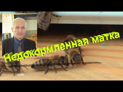 Видео: Профессор Кашковский: Недокормленная матка и сбор меда