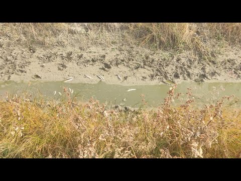 Видео: Балықтарға обал болды су тартылып қалды