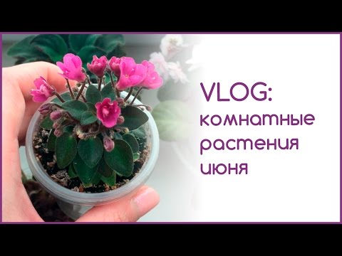 Видео: VLOG: комнатные растения июня