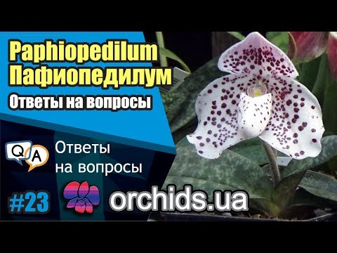 Видео: Пафиопедилум (Paphiopedilum). Развенчание мифов. Ответы на ваши вопросы.