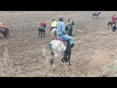 Видео: Бузкаши имруз бузи соли нави баромади Ҷамшед писари Бозорбобо марҳамад тамошо кунед лайка зади???