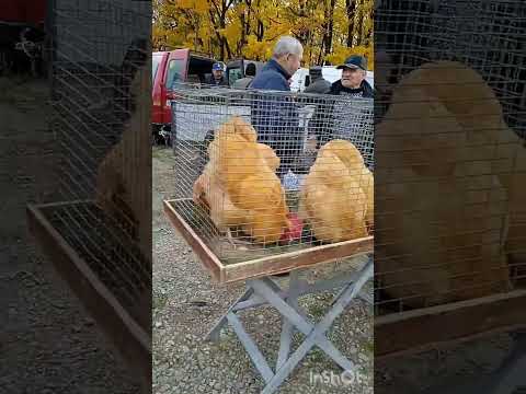 Видео: Виставка - ярмарка 🐓🐇🦆🕊️// м. УМАНЬ 2.11.2024 р