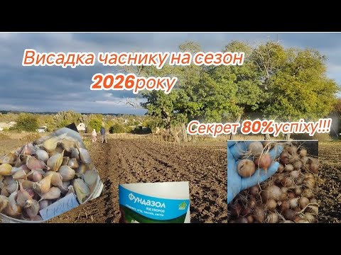 Видео: #СаджаємоОзимийЧасник#СекретЗдоровогоУрожаю#80%Успіху#Ірен#Дюшес#Любаша#2025#garlicwinter#vegetables