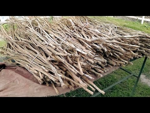 Видео: МАХОРКА. ПЕРЕРОБКА СУХОГО БАДИЛЛЯ, СТЕБЛА МАХОРКИ (измельчения, переработка бодылля махорки)