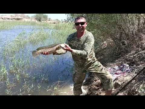 Видео: ЧАСТЬ 2. ПРОДОЛЖЕНИЕ ОТЛОВА ЗМЕЕГОЛОВ С ЧАСТНОГО ПРУДА 👍😀🦈🦈🦈