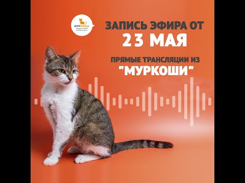 Видео: В гостях у приюта "Муркоша" 23.05.2019