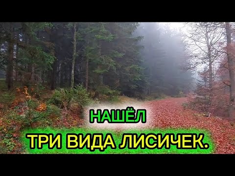 Видео: Я был приятно удивлён! Нашёл в лесу три вида лисичек.