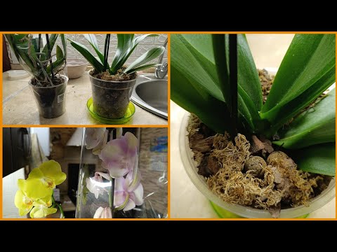 Видео: Исключения при пересадке орхидеи после покупки 