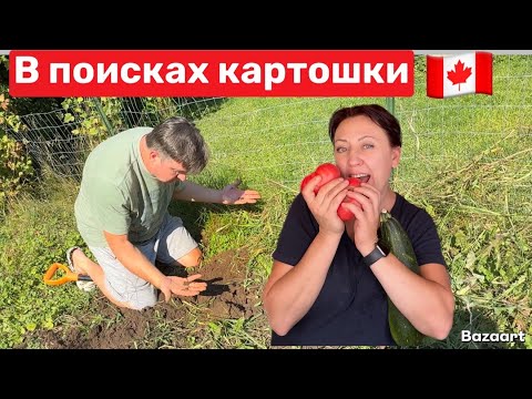 Видео: Жизнь в Канадской деревне// а где урожай картошки то