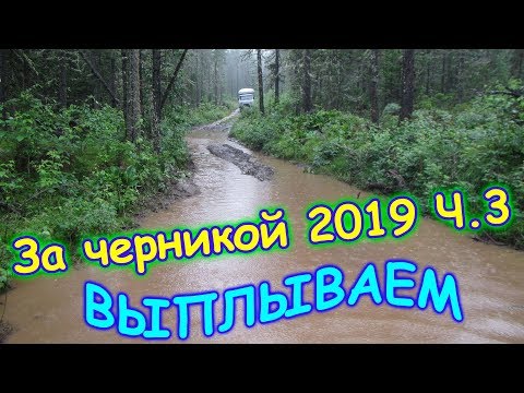 Видео: За черникой в тайгу. Ч.3 - выплываем из черничника. Домой. (07.19г.) Семья Бровченко.