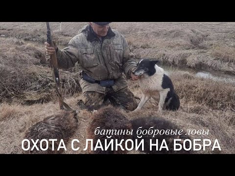 Видео: Охота с лайкой на бобра.Батины бобровые ловы.#охотанабобра