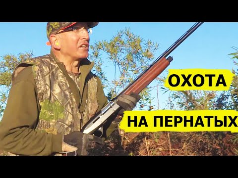 Видео: Охота на пернатых в стране изобилия/In the land of abundance. Охота (Охотник и рыболов)