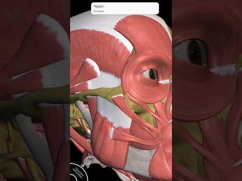 Видео: Височно-нижнечелюстной сустав + жевательные мышцы. Элементарно)